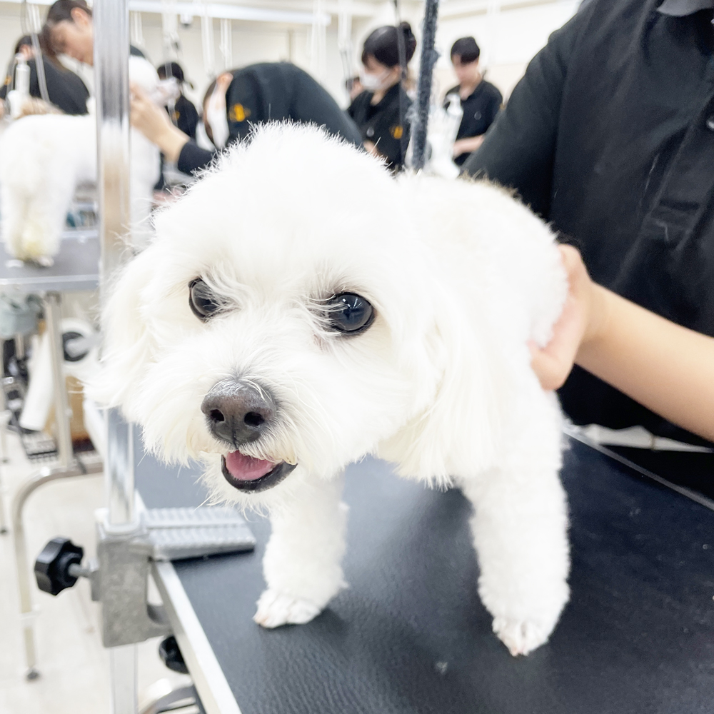 たくさんの犬種が来てくれます！